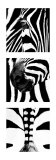 Zebra Tryptich Poster by Rocco Sette
