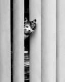 Chat Curieux Poster by Edward Golbin