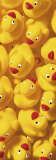 Quack, Quack III Posters av Dave Brullmann Quack, Quack III Posters av Dave Brullmann