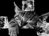 Kool Kat II Posters by David Mcenery