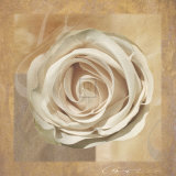 Warm Rose II Prints by Malcom Sanders
