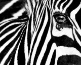 Black & White II (Zebra) Posters par Rocco Sette