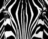 Black & White I (Zebra) Poster von Rocco Sette