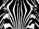 Noir & Blanc I (zèbre) Posters par Rocco Sette