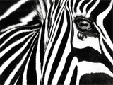 Black & White II (Zebra) Prints by Rocco Sette Black & White II (Zebra) Prints by Rocco Sette