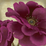 Peony Dusk II Posters af Linda Wood
