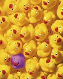 Quack, Quack I Posters av Dave Brullmann Quack, Quack I Posters av Dave Brullmann