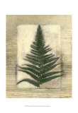 Texturized Fern I Affiche par Norman Wyatt Jr.