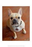 Sophie French Bulldog Posters por Robert Mcclintock