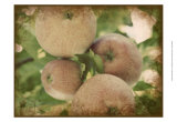 Vintage Apples IV Prints by Jason Johnson