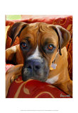 Harry Boxer Posters por Robert Mcclintock
