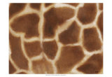 Girafe II Posters par Norman Wyatt Jr.