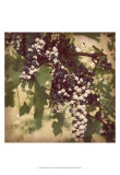 Vintage Grape Vines IV Affiches par Jason Johnson