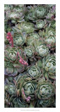 Ice Plant Clovers Lámina por Rachel Perry