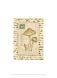 Mushrooms I Posters by Nancy Shumaker