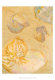 Shoreline Shells VI Affiches par Lorraine Vail