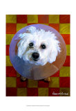 Bichon Print by Robert Mcclintock