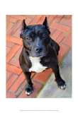 Blueberry Pit Bull Kunst von Robert Mcclintock
