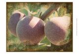 Vintage Apples I Affiche par Jason Johnson