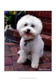 Glam Dog Prints by Robert Mcclintock