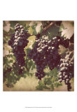 Vintage Grape Vines III Affiche par Jason Johnson