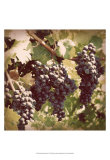 Vintage Grape Vines I Poster par Jason Johnson