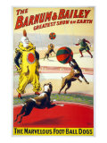 Clown Perform with the Marvelous Foot-Ball Dogs in the Barnum and Bailey Circus, 1900 Affiches
