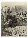 Farmer Collecting Husked Corn to Load into a Horse Drawn Wagon in Washington County, Maryland, 1937 Print by Arthur Rothstein