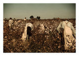 African American Day Laborers Picking Cotton Near Clarksdale, Mississippi, November 1939 Prints by Marion Post Wolcott