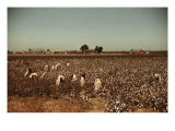 African American Day Laborers Picking Cotton Near Clarksdale, Mississippi, November 1939 Prints by Marion Post Wolcott