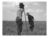 Cotton Sharecroppers Weeding their Small Cotton Crop in Greene County Georgia Pósters por Dorothea Lange