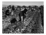Carrot Pullers Harvesting in Coachella Valley, California, Feb 1937 Pósters por Dorothea Lange
