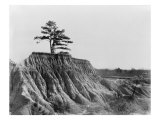 Lone Tree Marks the Previous Land Level before Erosion, Jackson, Mississippi, March 1936 Posters
