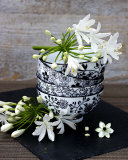 Blumen in Schale Kunstdrucke von Catherine Beyler