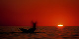 Grey Whales, Mexico Plakater av Phillipe Bourseiller