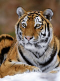 Mauritius - Siberian Tiger Umělecké plakáty