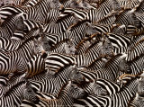 Zebras, Kenya Prints by Art Wofe