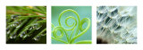 Green Nature Poster di Brigit Koch Green Nature Poster di Brigit Koch