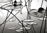 Lily Pads at Dusk Posters par David Gray