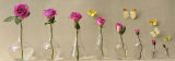 A Rose over Time Posters by Louis Gaillard
