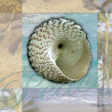 Peace Shell Posters by Todd Williams
