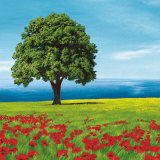Albero Sul Mare II Pósters por Giorgio Arnolfi