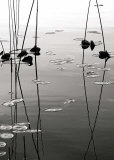 Tall Reeds Reflected Prints by David Gray