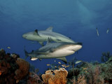 Caribbean reef sharks swimming in the waters off the Bahama Islands Photographie par Brian J. Skerry