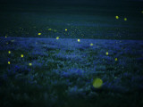 Lightning bugs and wild alfalfa blanket the prairie Lámina fotográfica por Jim Richardson