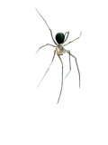 A blind Usofila spider lives in pitch-black depths of the cave Photographic Print by David Liittschwager