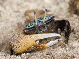 A fiddler crab among the spike-like roots of Sonneratia mangroves Photographic Print by Tim Laman