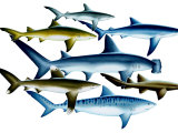 An assortment of shark species Photographic Print by Shawn Gould