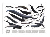 Carte du monde Posters
