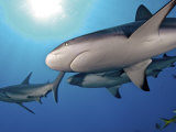 Caribbean reef sharks swimming in the waters off the Bahama Islands Fotoprint van Brian J. Skerry